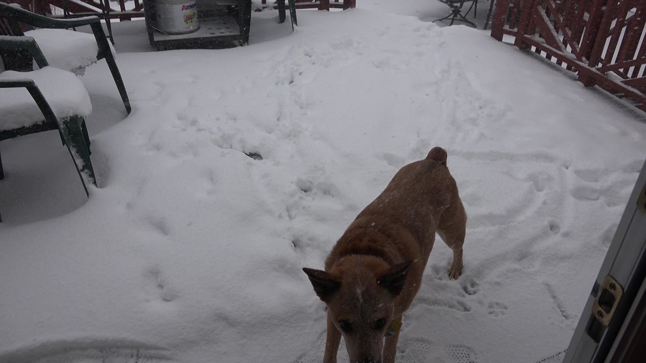 A brown dog stands partly cropped near an open doorway on snow-covered ground in Westminster, Colorado, with patio furniture and no visible people.