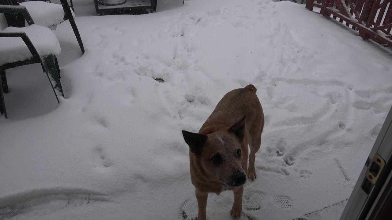 A brown dog looks toward the camera from the snowy yard edge in Westminster, Colorado, with tracks in the snow and no visible people.