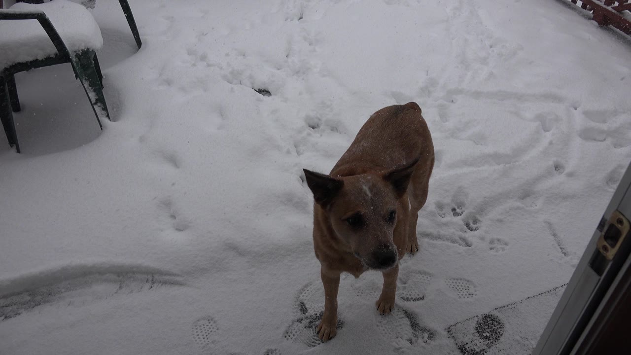 Brown dog centered below the doorway in snow