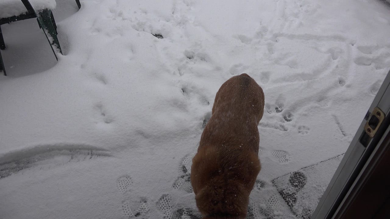 Tan dog partly visible at a snowy patio doorway.