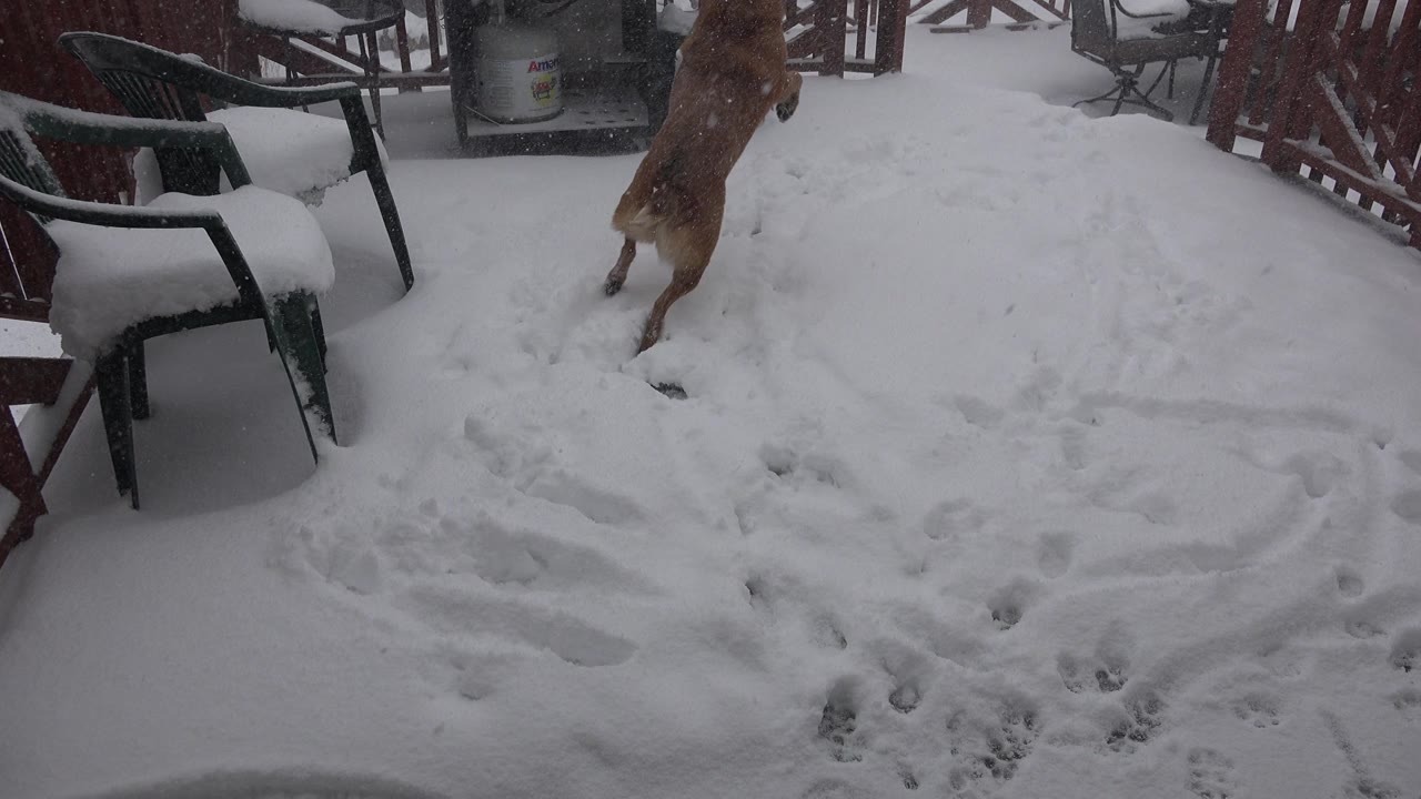 Tan dog partly cropped while jumping through snow near patio chairs.