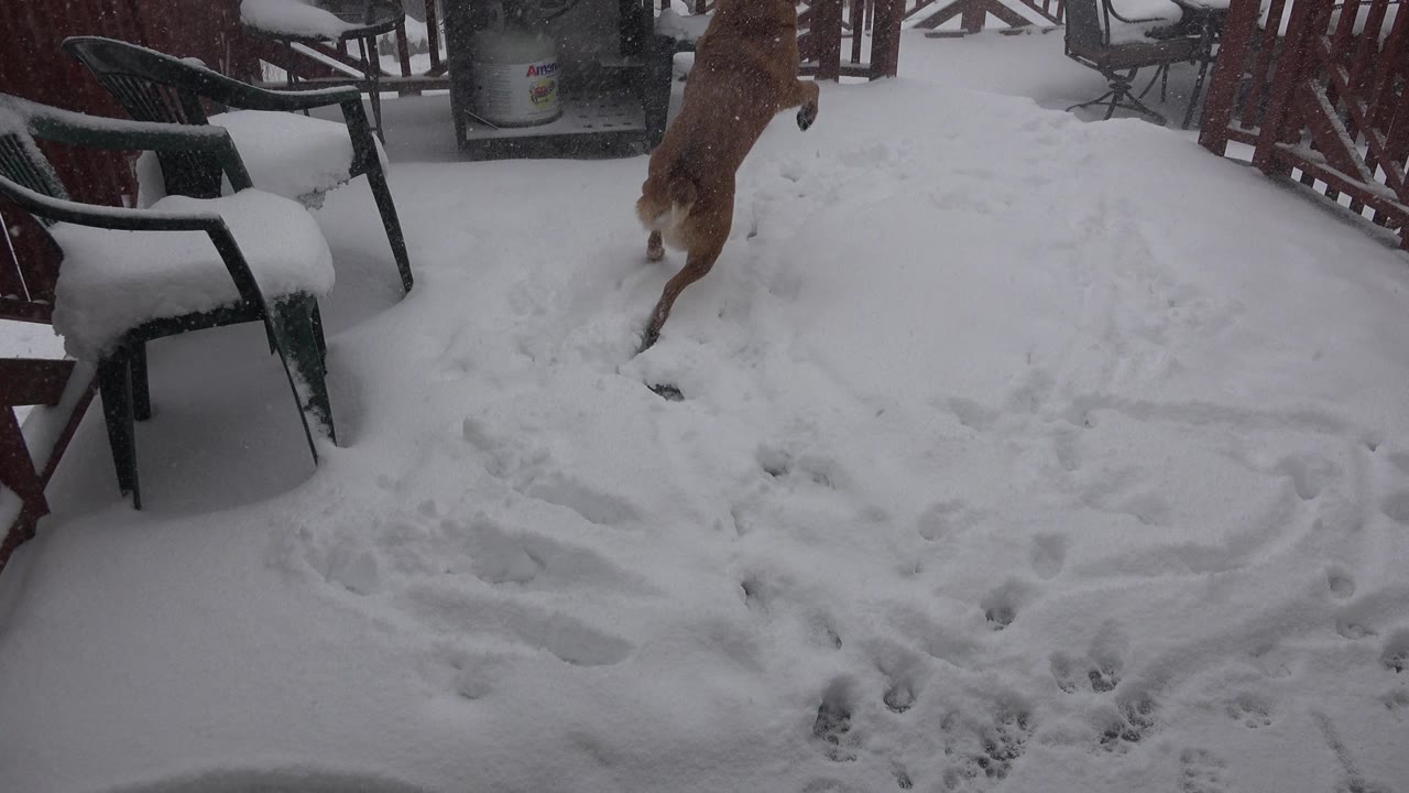 The dog moves away across the snowy Westminster, Colorado patio, with chair legs, packed footprints, a grill, red fencing, and no visible people in view.