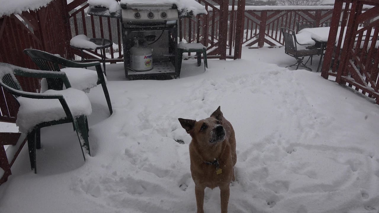 A brown dog faces the camera in a snow-covered Westminster, Colorado backyard with patio chairs, red railings, a grill, and no visible people.