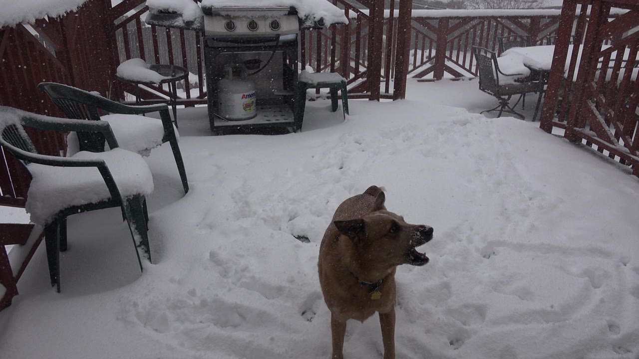 Brown dog turned sideways in snow beside a backyard railing.