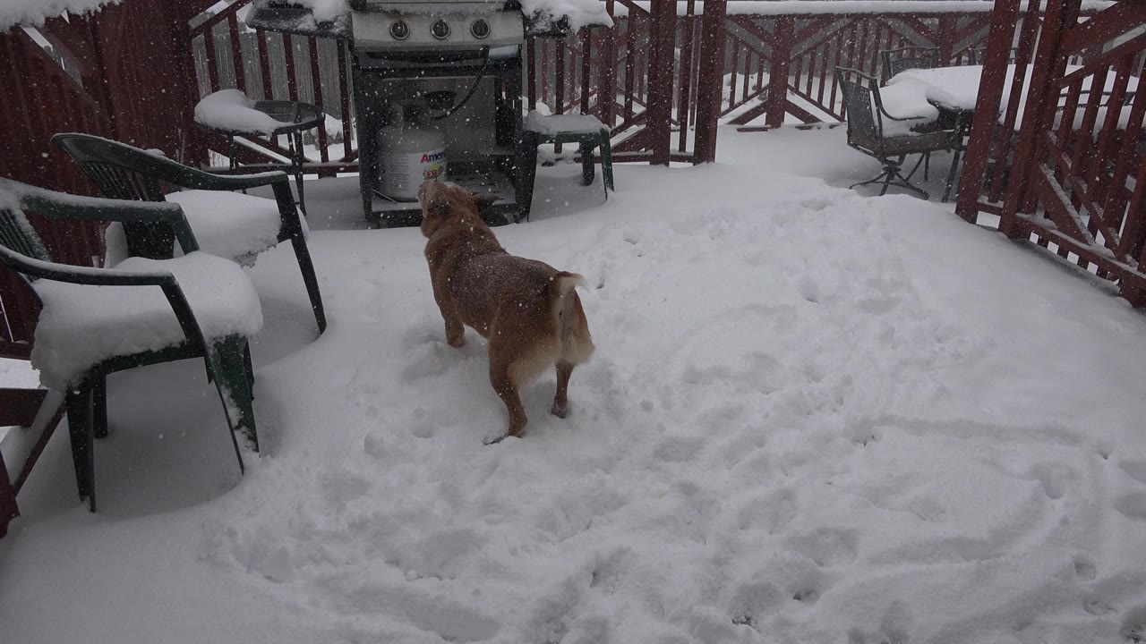 Brown dog standing on a snowy deck near chairs and a grill.