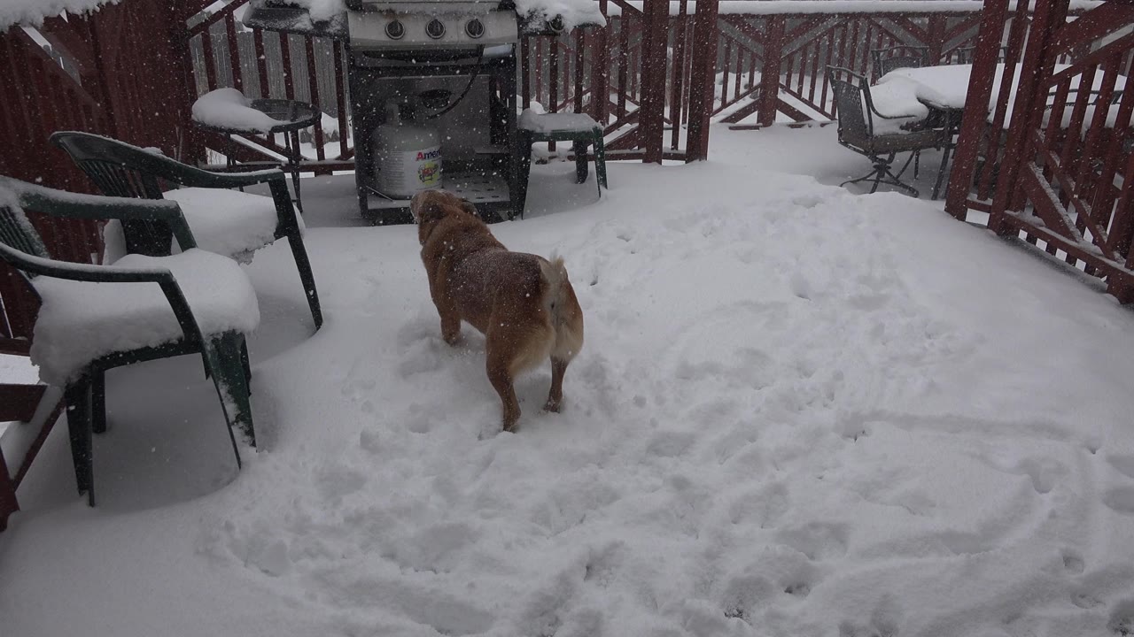 The brown dog remains in the snowy midground of a Westminster, Colorado deck, surrounded by chair legs, a grill, red railings, fresh snow, and no visible people.