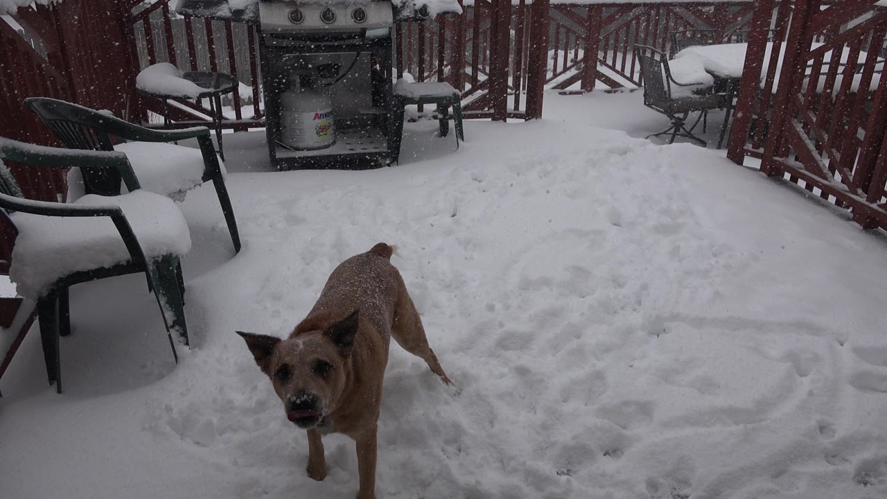 Brown dog walks toward the low camera through snow in a Westminster, Colorado backyard, with red fencing, patio chairs, a grill, and no visible people.