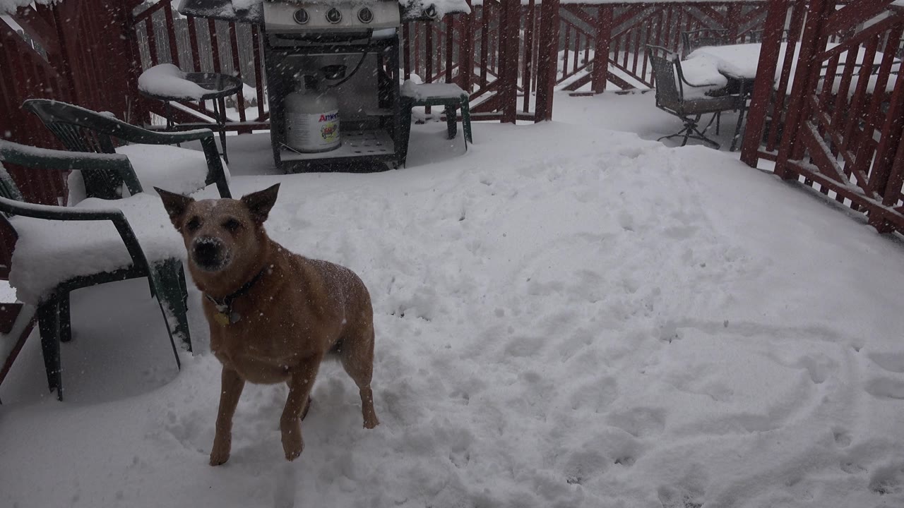 Brown dog standing upright in snowy yard