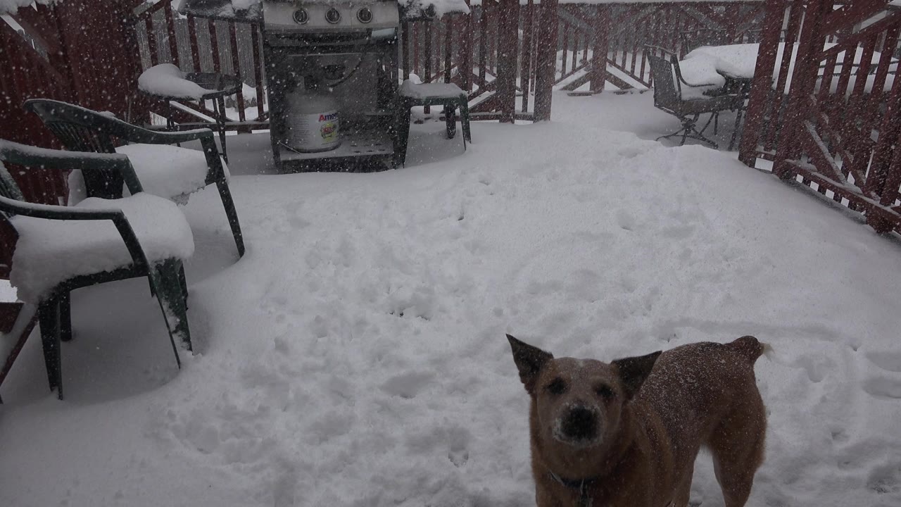 Brown dog standing in snow on a backyard deck