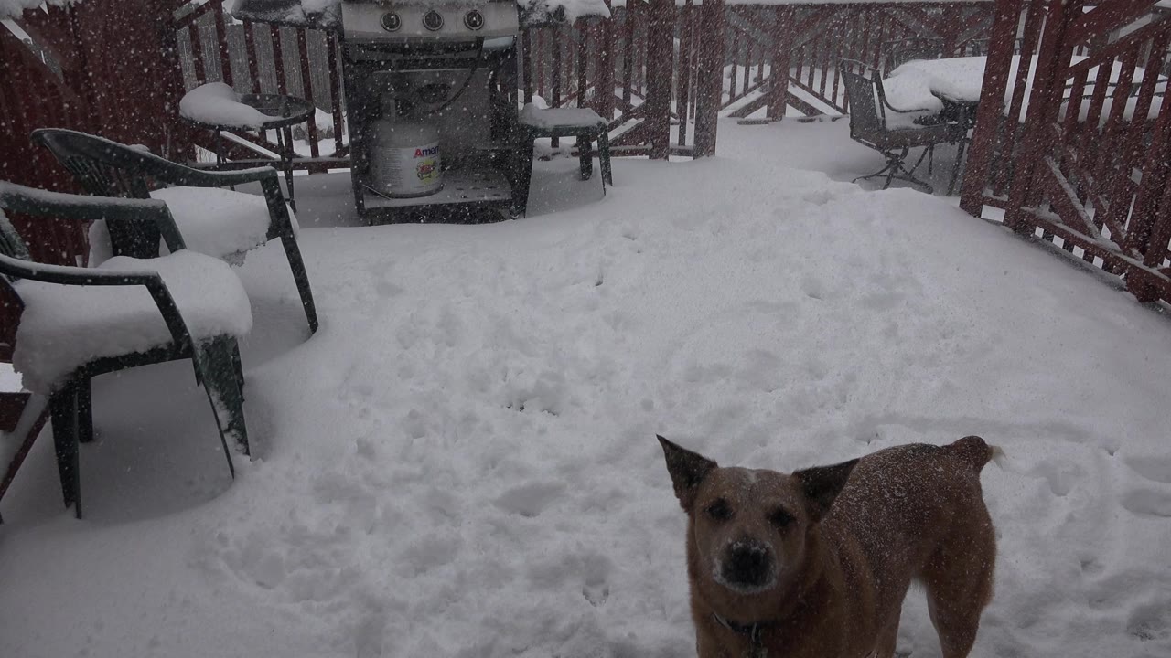 The brown dog stands closer to the camera on the snow-covered deck in Westminster, Colorado, with a grill centered behind it, red railing, patio chairs, and no visible people.