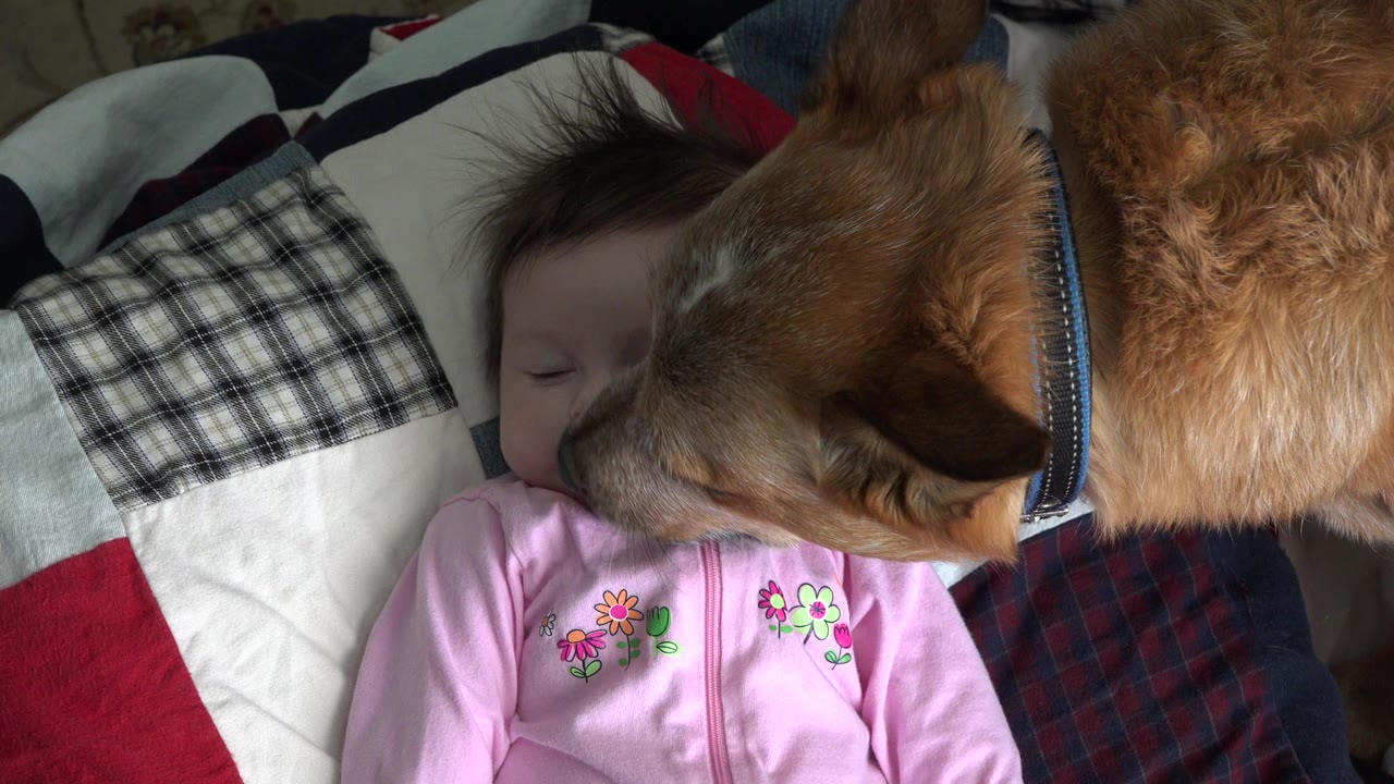 Brown dog leaning over a young child on a bed.