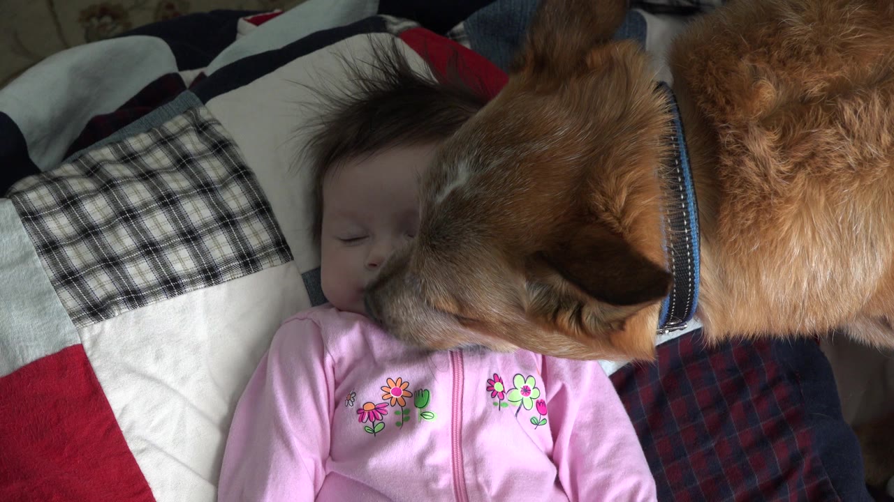 In Westminster, Colorado, the dog's head fills the foreground as its muzzle presses close to the child's face, with plaid and red bedding visible behind them.