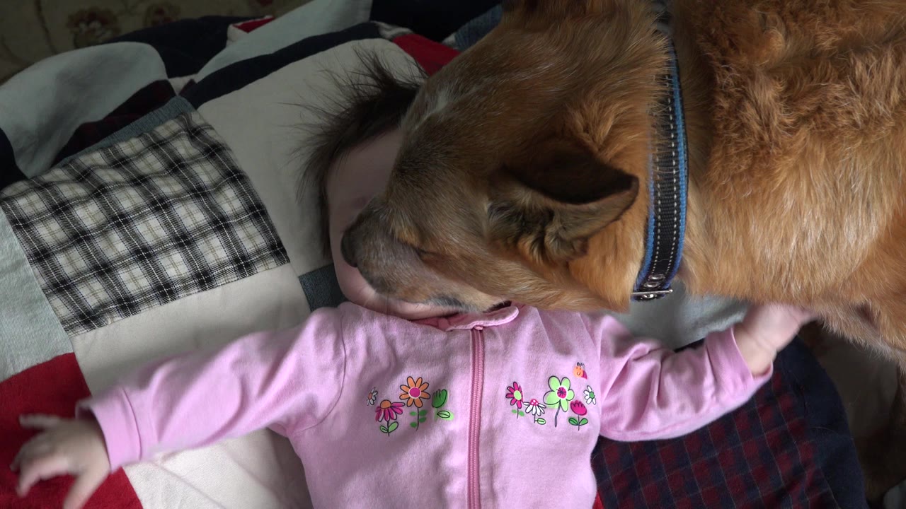 Baby in pink lying on a bed as a brown dog leans over the child's face.