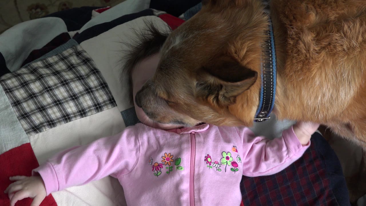 In Westminster, Colorado, the brown dog keeps its muzzle near the baby's mouth and cheek as the child lies among pillows and blankets.