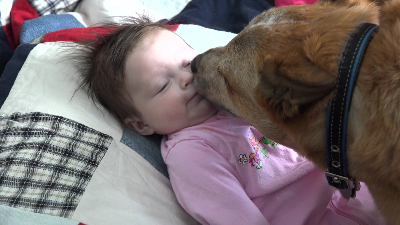 Brown dog licking an infant's face on patterned bedding.
