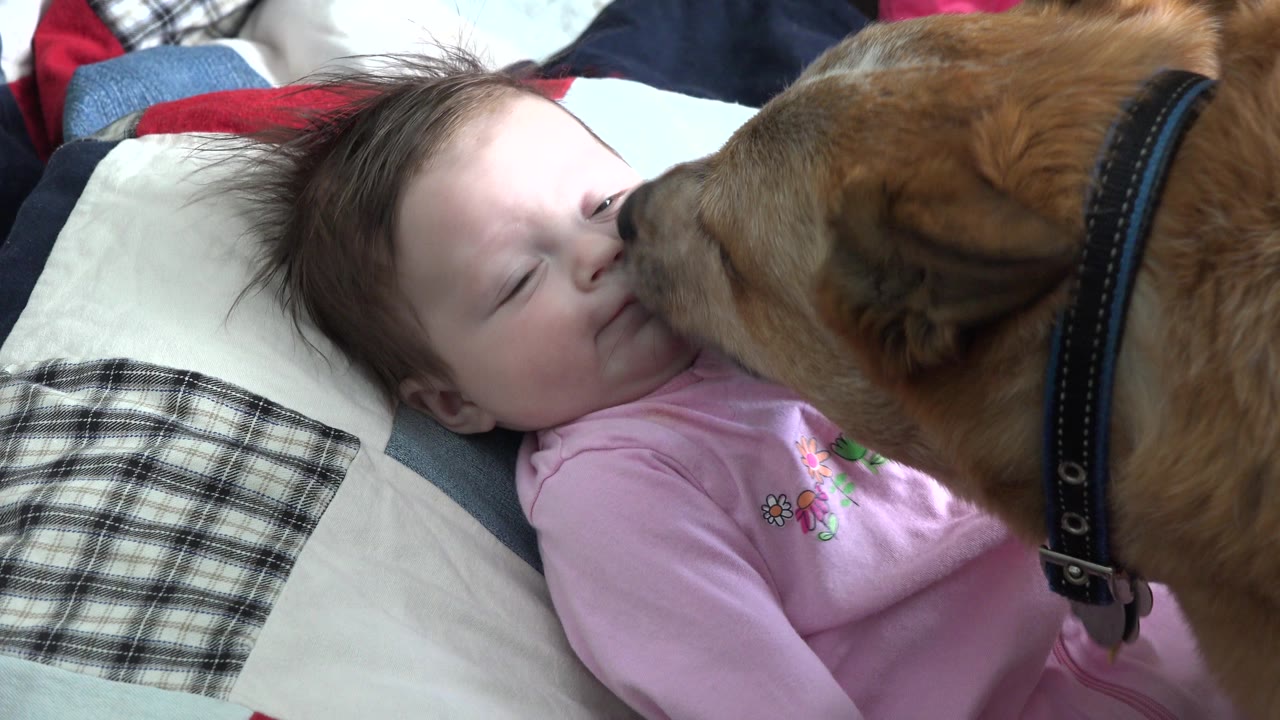 In Westminster, Colorado, the infant smiles slightly while the brown dog keeps its muzzle against the child's cheek and mouth area on the bed.