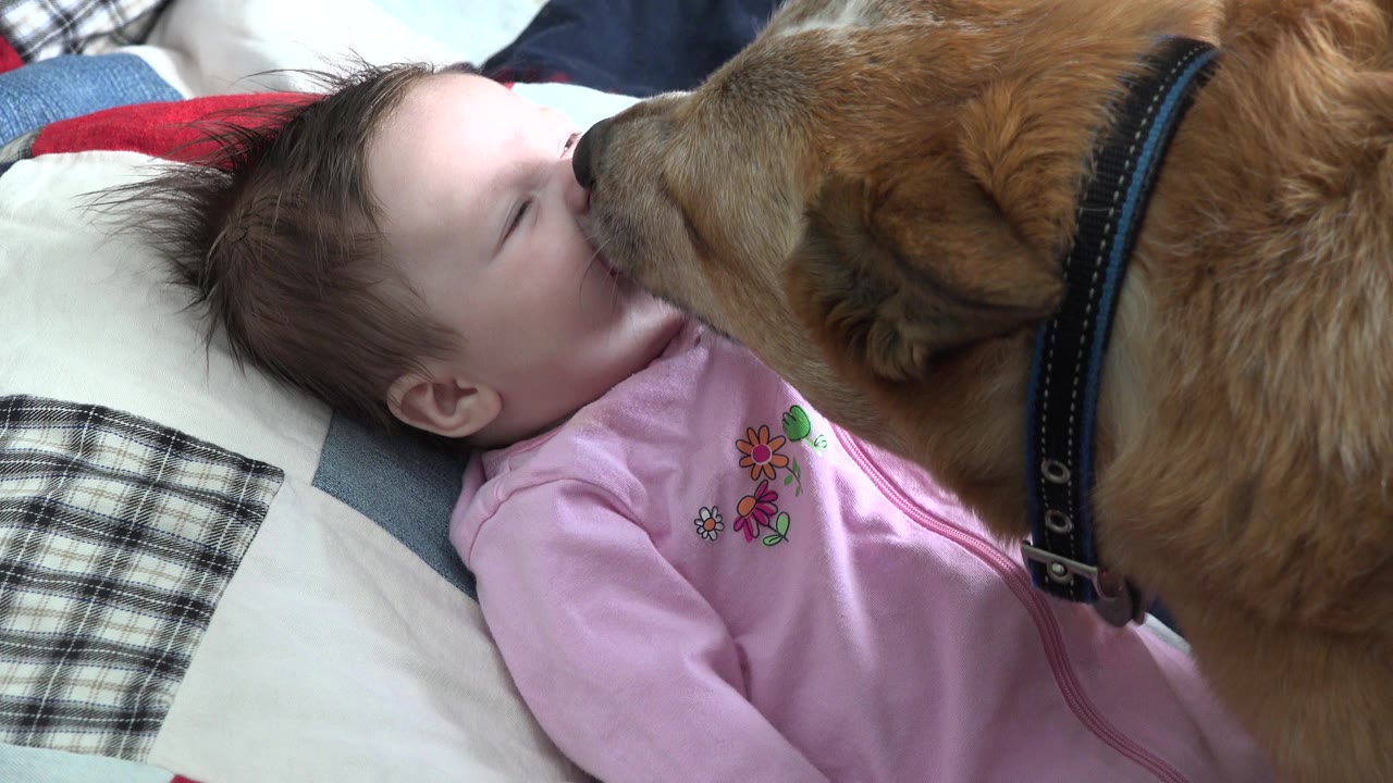 In Westminster, Colorado, a brown dog leans in from the right and licks the face of a baby in a pink outfit lying on pillows.