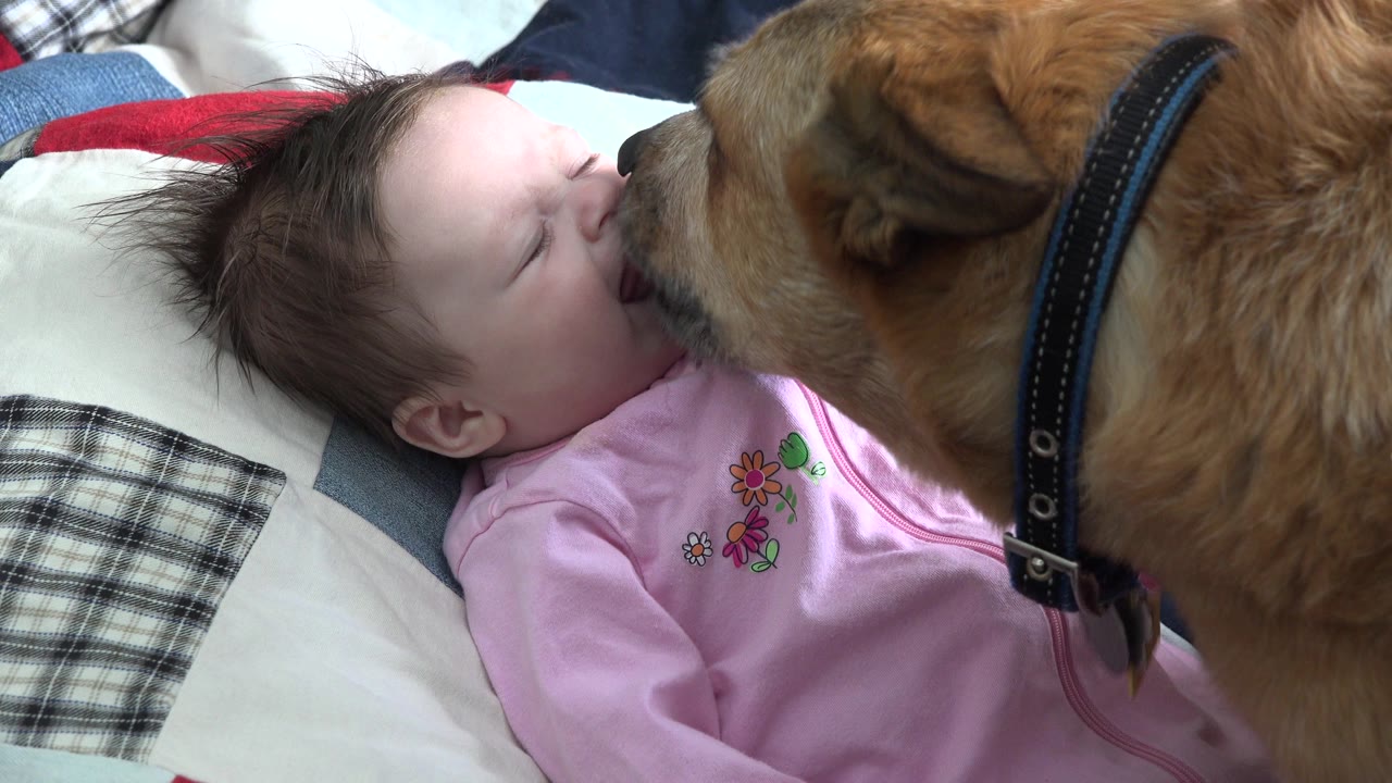Dog licking baby's mouth area