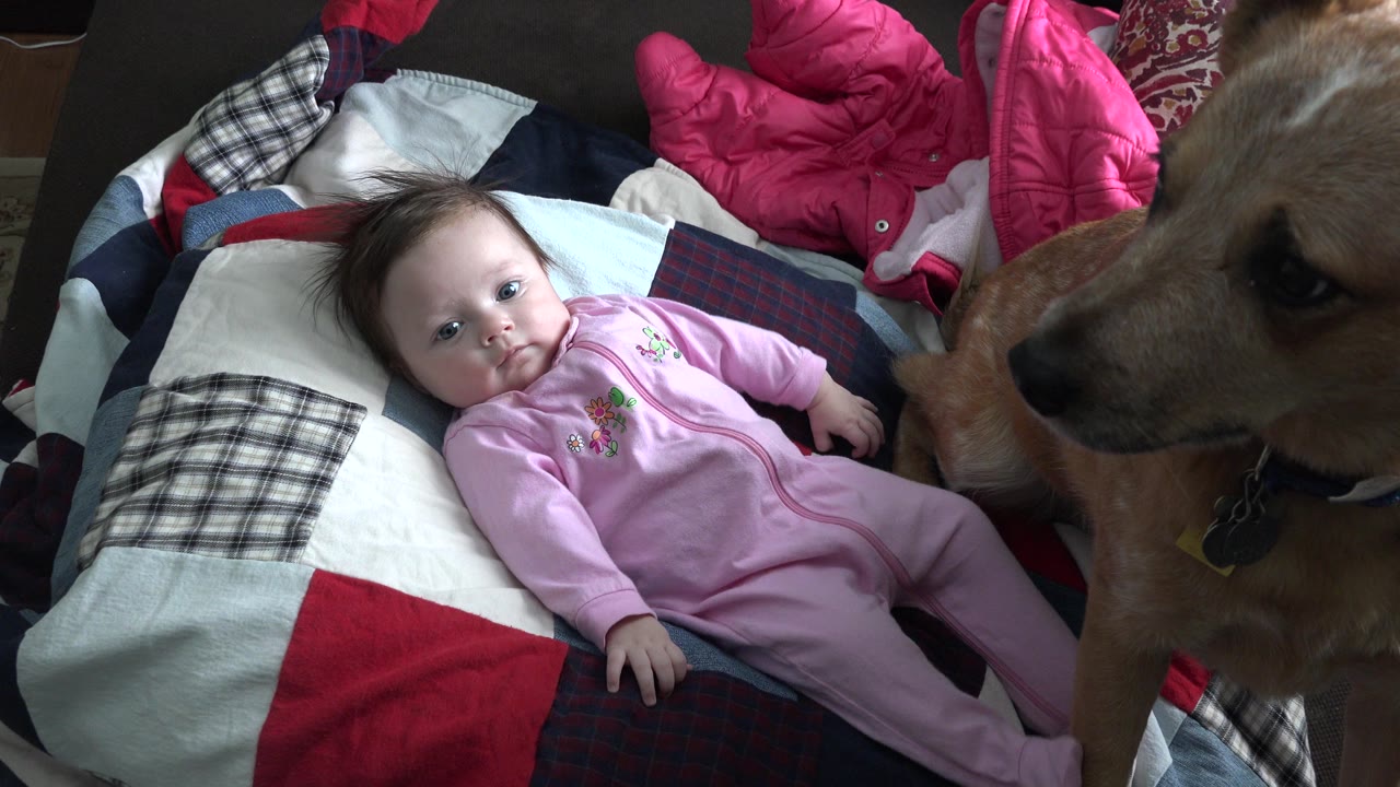 At 0:00 in Westminster, Colorado, a baby in a pink one-piece lies on a patchwork blanket while a large brown dog brings its face close from the right side of the couch.