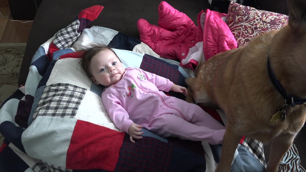 Brown dog stands beside a baby lying on a couch with blankets and pillows.