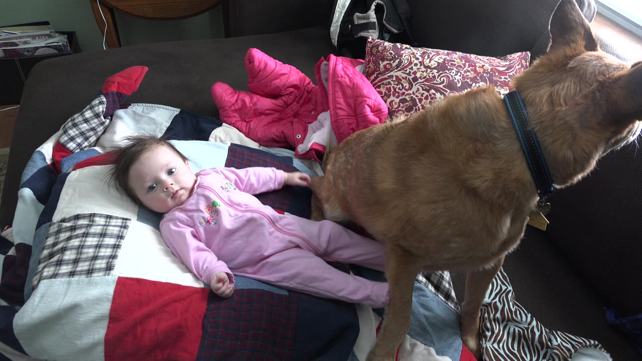 In Westminster, Colorado, a baby in a pink sleeper lies on a patterned blanket on a dark couch while a tan dog stands close to the baby's legs.
