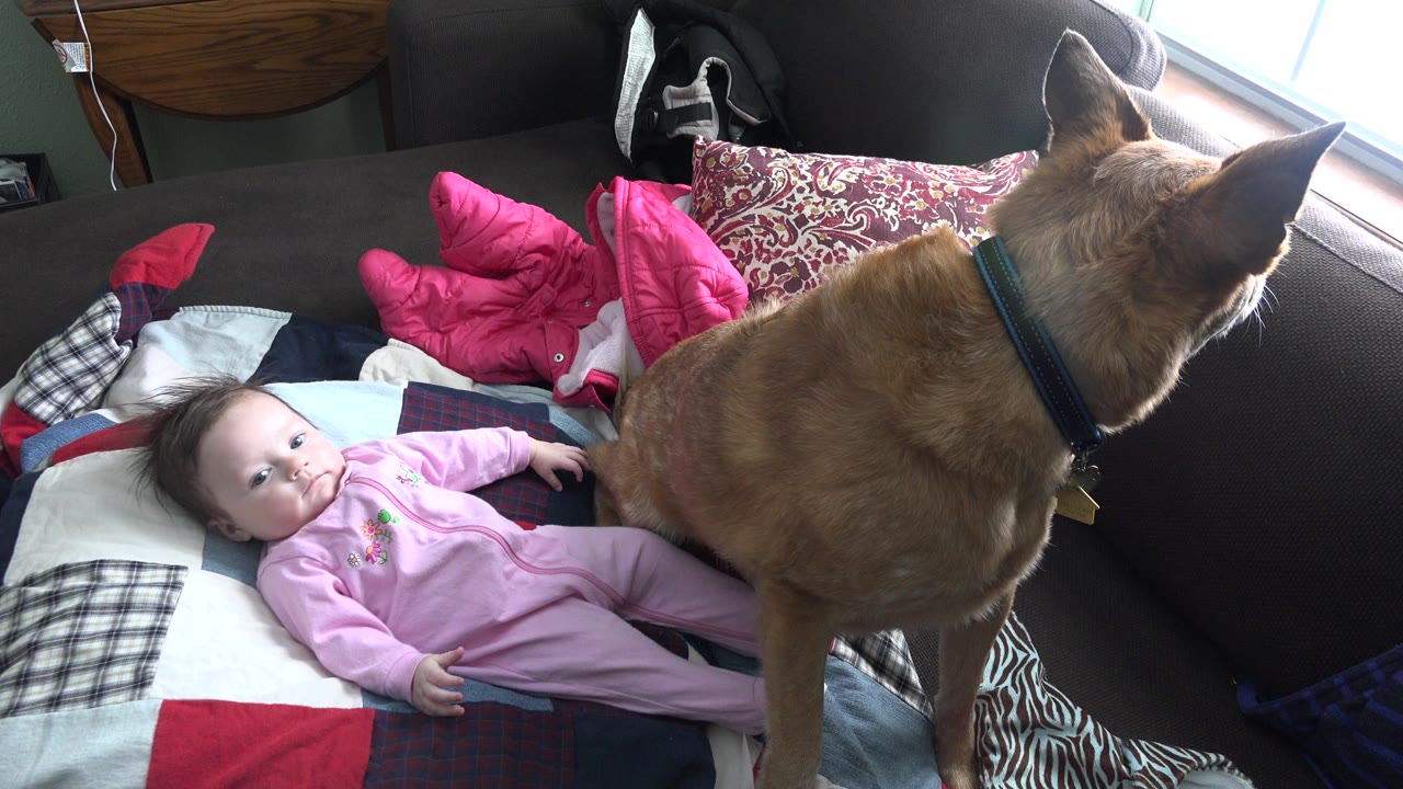 In Westminster, Colorado, an infant in a pink sleeper lies on a patchwork quilt while a brown dog sits close by on a couch in a private interior.