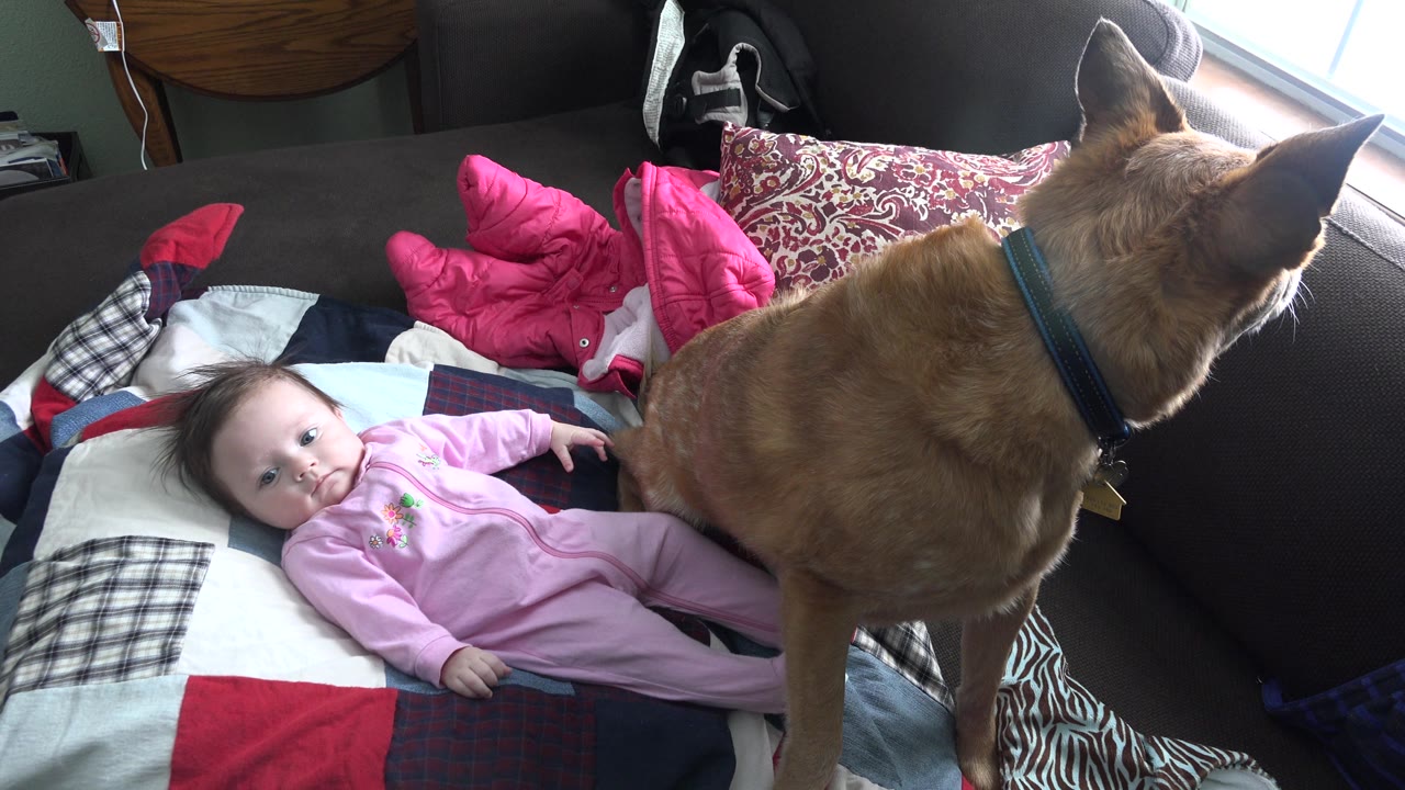 Infant looks upward while a brown dog sits at the edge of the quilt.