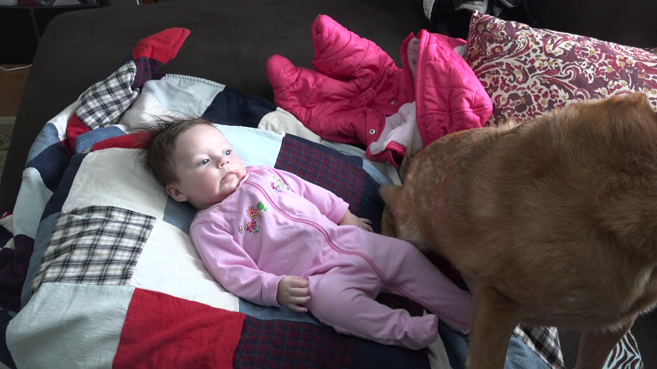 In Westminster, Colorado, a baby in a pink sleeper lies on a patchwork quilt while a brown dog is partly visible at the right edge.