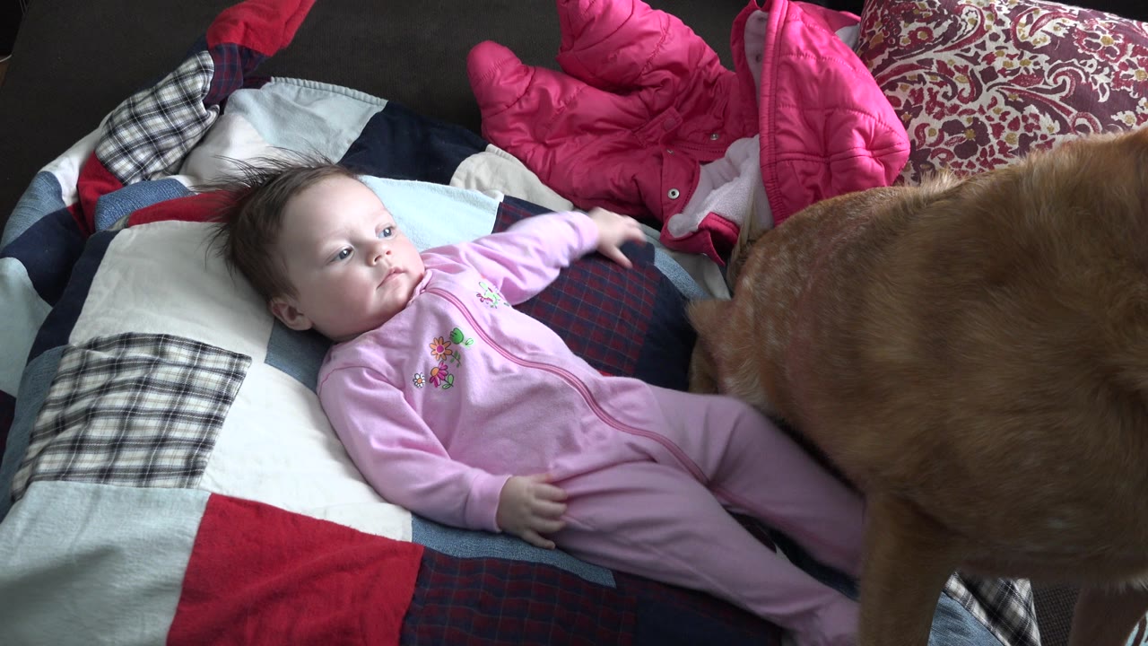Baby on a quilt reaching one arm toward a brown dog at the side.