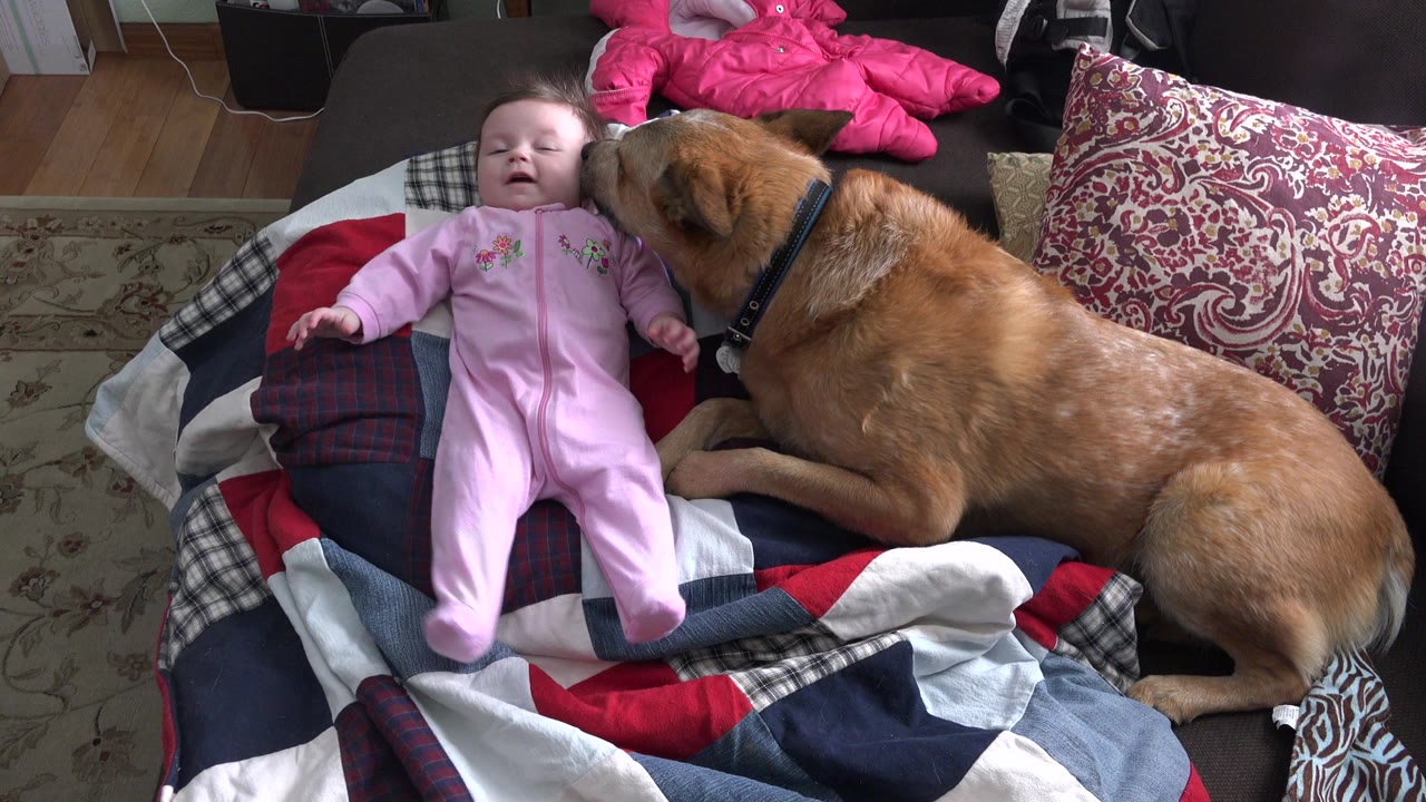 In Westminster, Colorado, a baby in a pink sleeper lies on a patterned blanket while a brown dog sits close on the couch at the start of the clip.