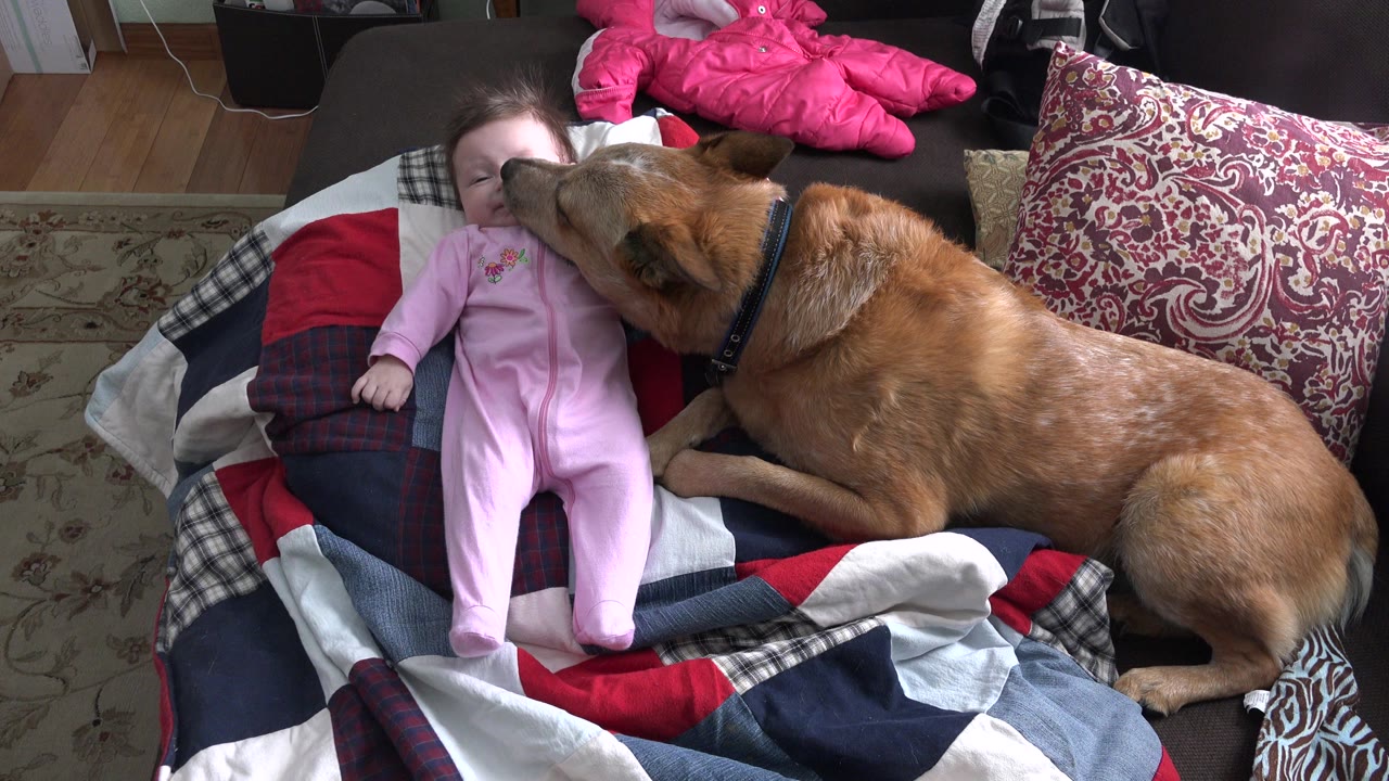 Large brown dog sniffs a baby lying on a colorful quilt.