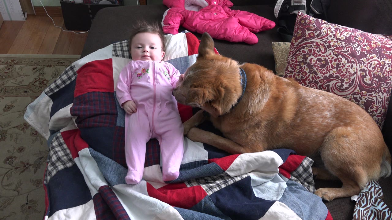 In Westminster, Colorado, the brown dog stays beside the infant on the patterned couch quilt, with pillows and a pink jacket visible behind them.