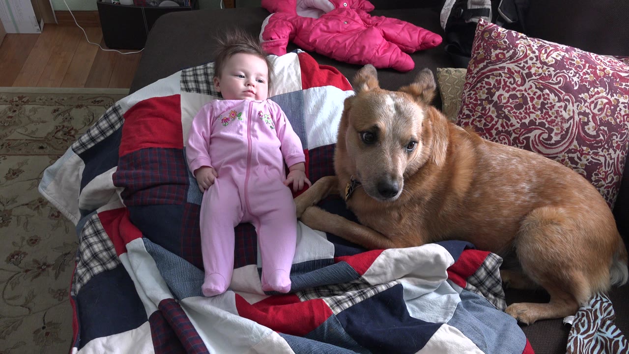 Baby in pink lying beside a brown dog on a patterned sofa blanket.