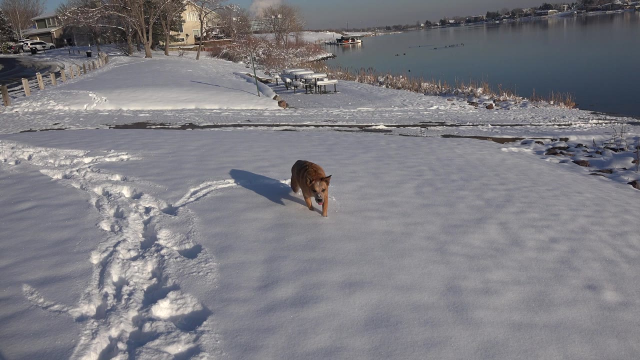 Brown dog walking through snow toward a lakeside lawn.