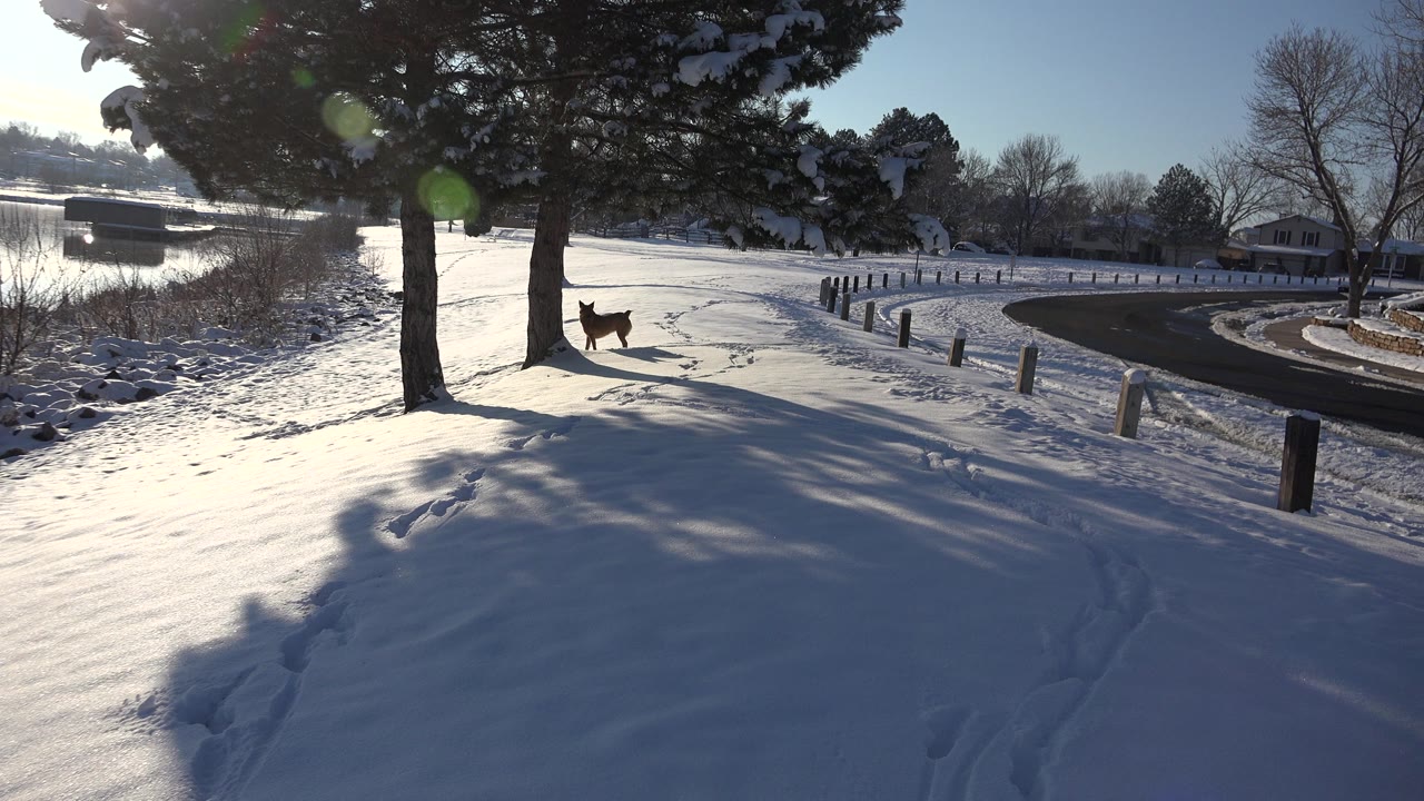 Brown dog standing in snow near evergreen trees by a curved park path.