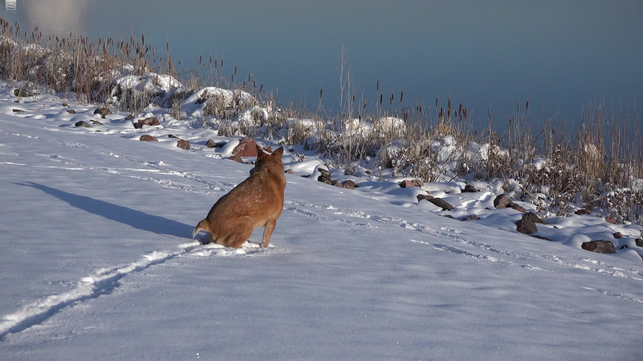 Brown dog stands and faces away on a snowy slope near reeds, rocks, and blue water in Westminster, Colorado, with no visible people.