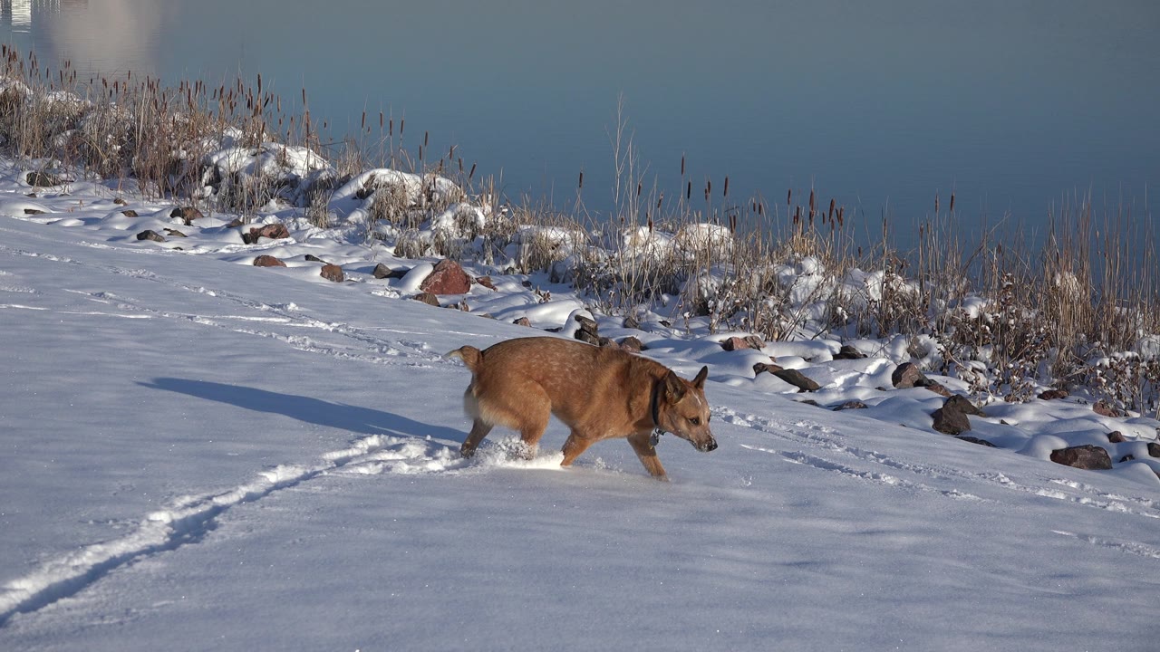 Brown dog walking across snow with head lowered.