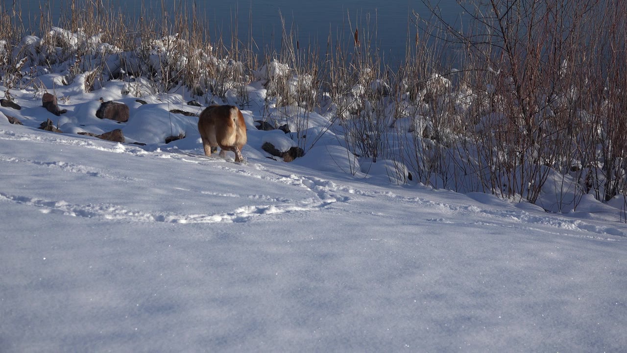 A brown dog faces away while sniffing a snowy bank near rocks and dry reeds in Westminster, Colorado, with blue water behind and no visible people.