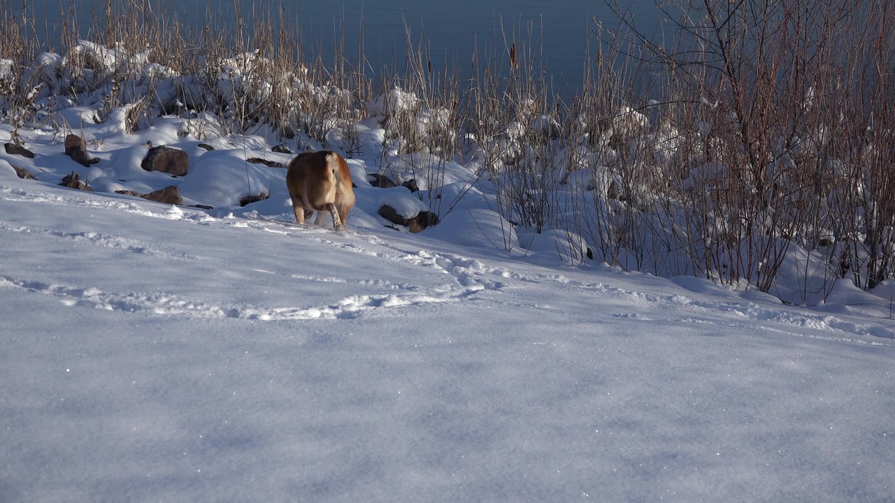 The brown dog remains near the reed line on a white snowy slope in Westminster, Colorado, with curved tracks crossing the foreground and no visible people.