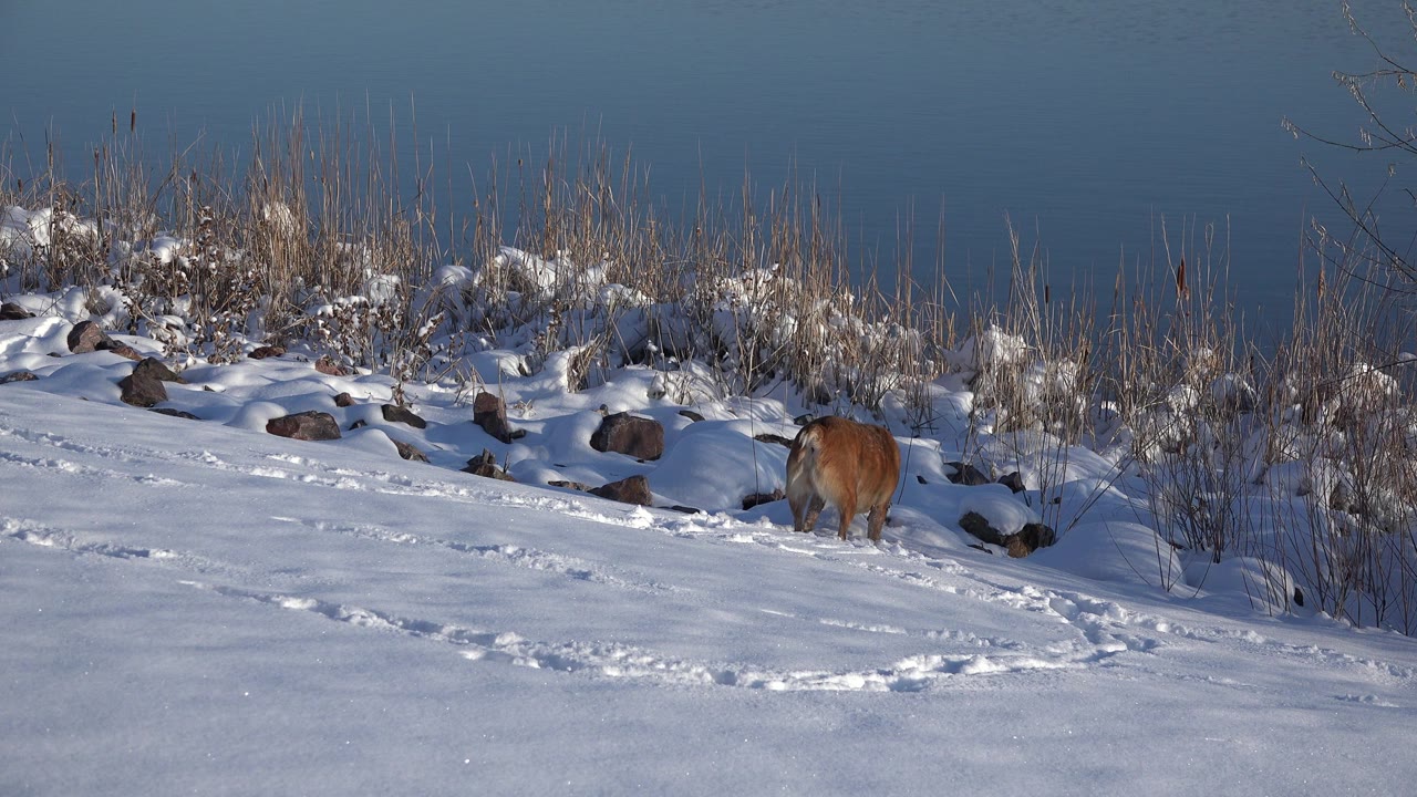 A brown dog walks away across a snowy bank in Westminster, Colorado, with rocks, dry grasses, blue water behind it, and no visible people.