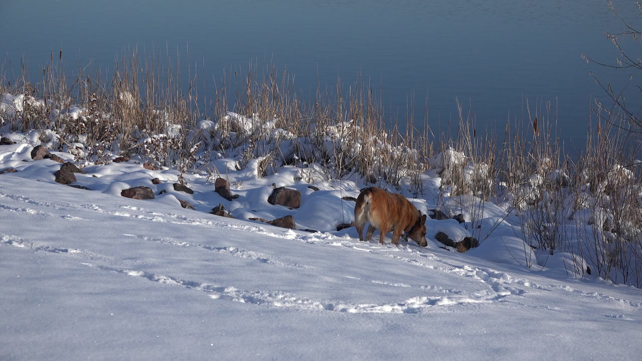 Brown dog nose down beside rocks on snowy ground