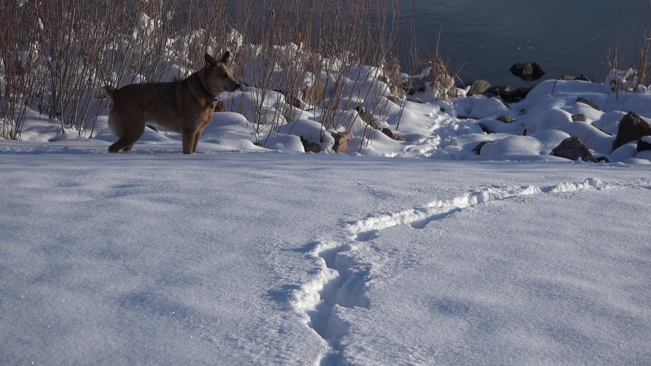 A tan medium-sized dog stands at the left side of a snowy Westminster, Colorado shoreline, with tracks in the foreground, rocks and reeds behind it, and no visible people.
