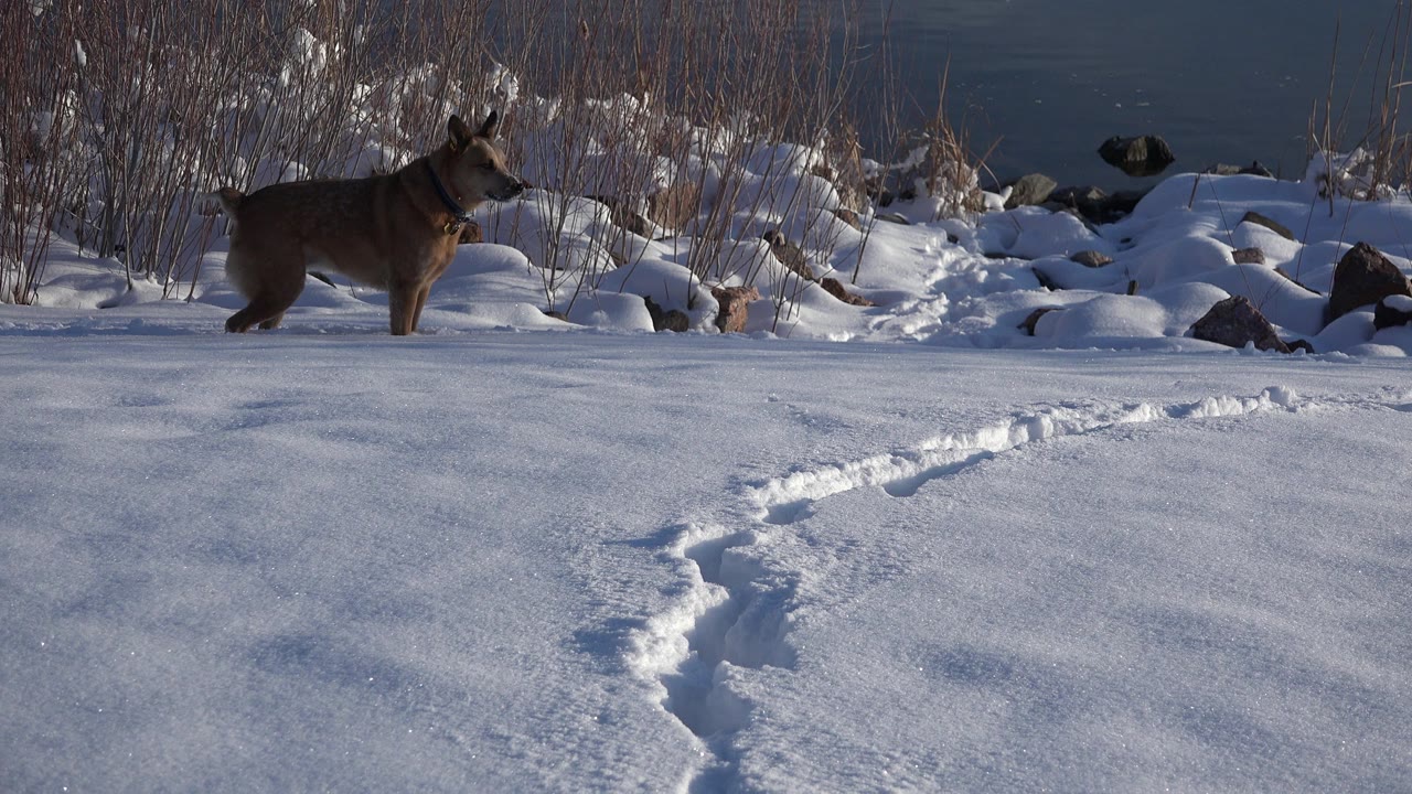 The dog remains in the snowy midground near the left of frame in Westminster, Colorado, facing across the tracked snow toward the rocky reed-lined water edge, with no visible people.