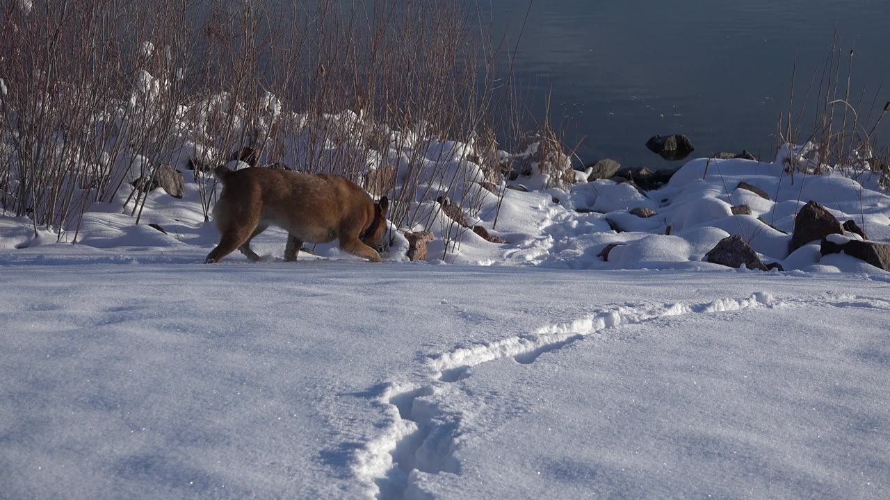 Tan dog walking along snowy shoreline beside reeds and rocks.