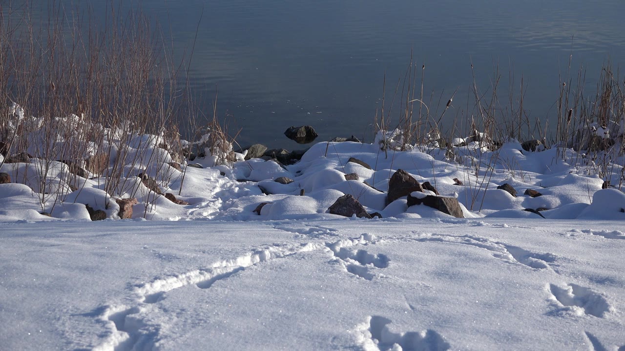 Snow-covered ground in Westminster, Colorado shows curved tracks leading toward rocks, dry reeds, and dark water in the background, with no visible people.
