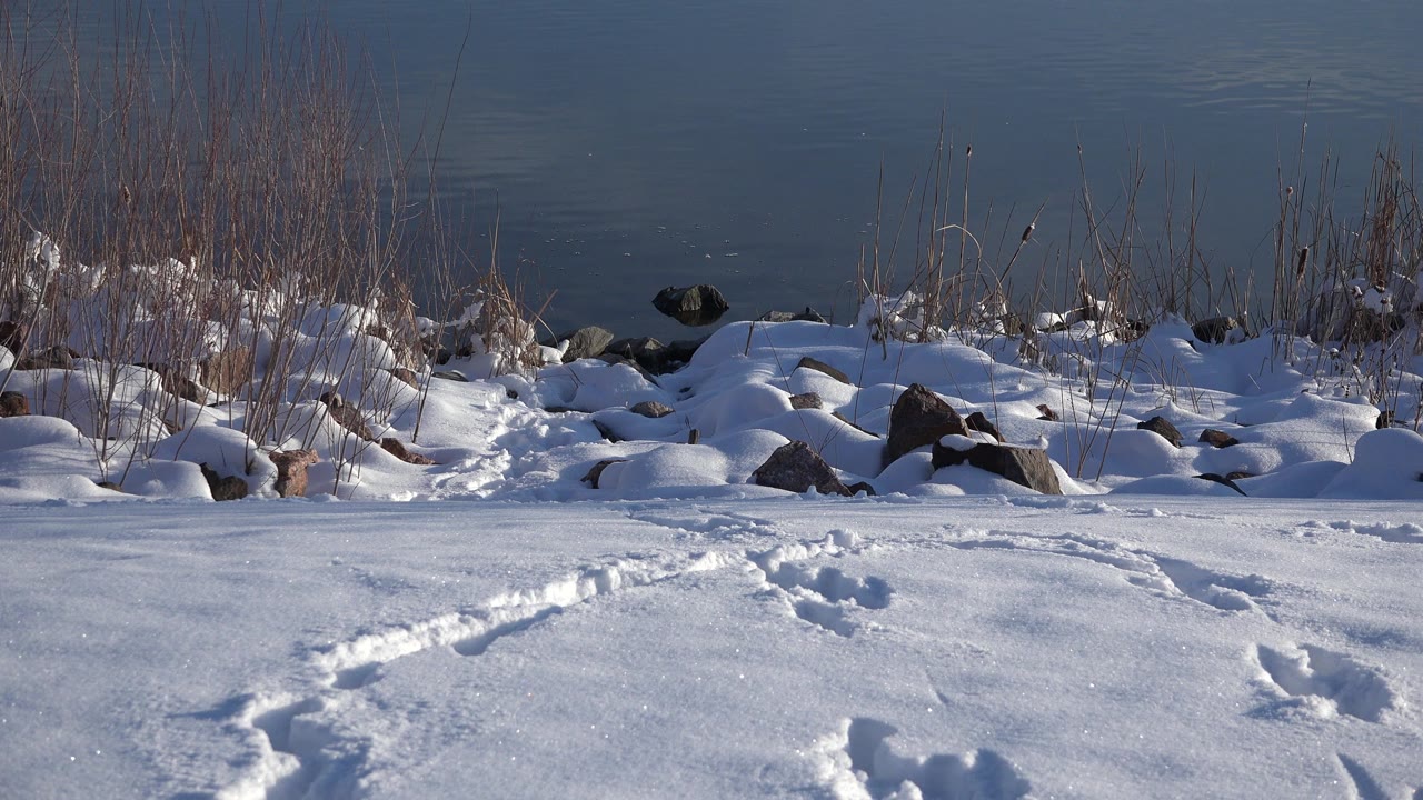 A similar Westminster, Colorado winter view shows paw tracks pressed into bright snow across the foreground with reeds, rocks, and dark water beyond, and no visible people.