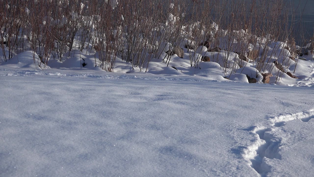 Open snowy surface with tracks curving near brush.