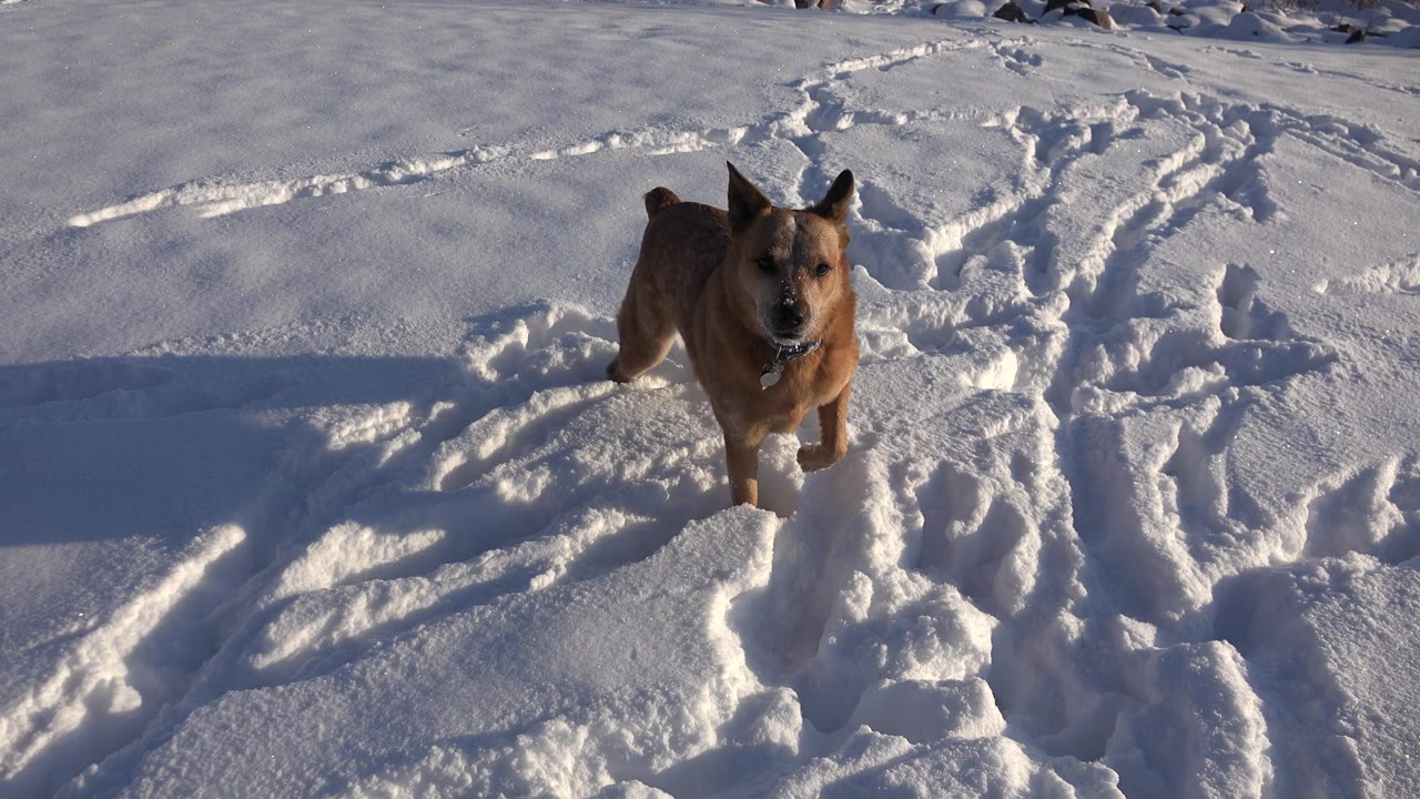 A brown dog faces the camera while standing in deep, tracked snow in Westminster, Colorado, with long blue shadows and no visible people.