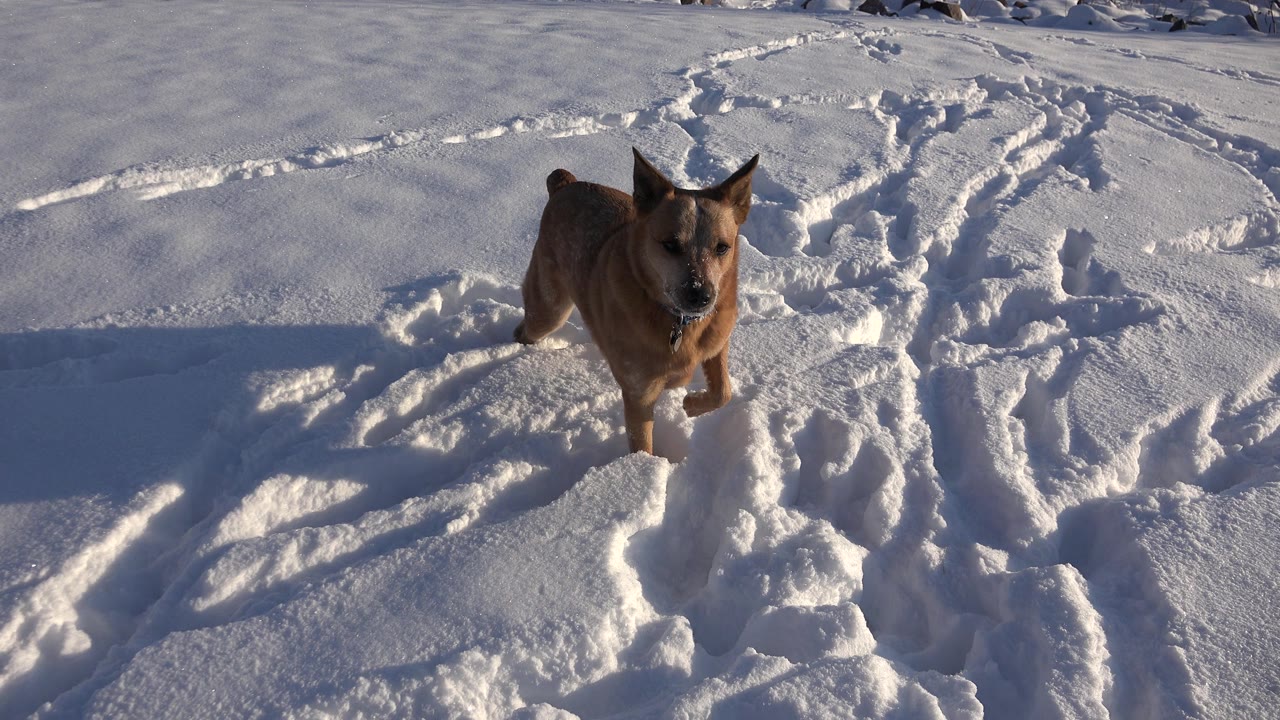 Brown dog centered on snowy tracks