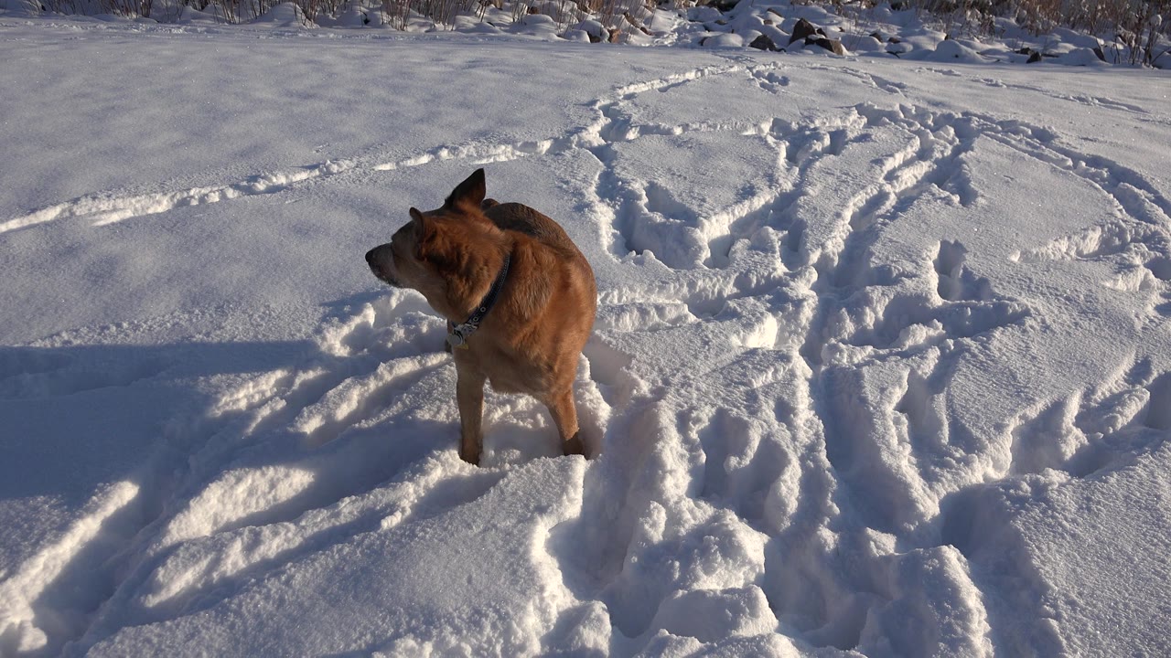 A brown dog stands partly sunk into deep snow in Westminster, Colorado, with many paw tracks behind it and no visible people.